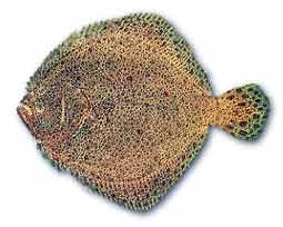 turbot.jpg